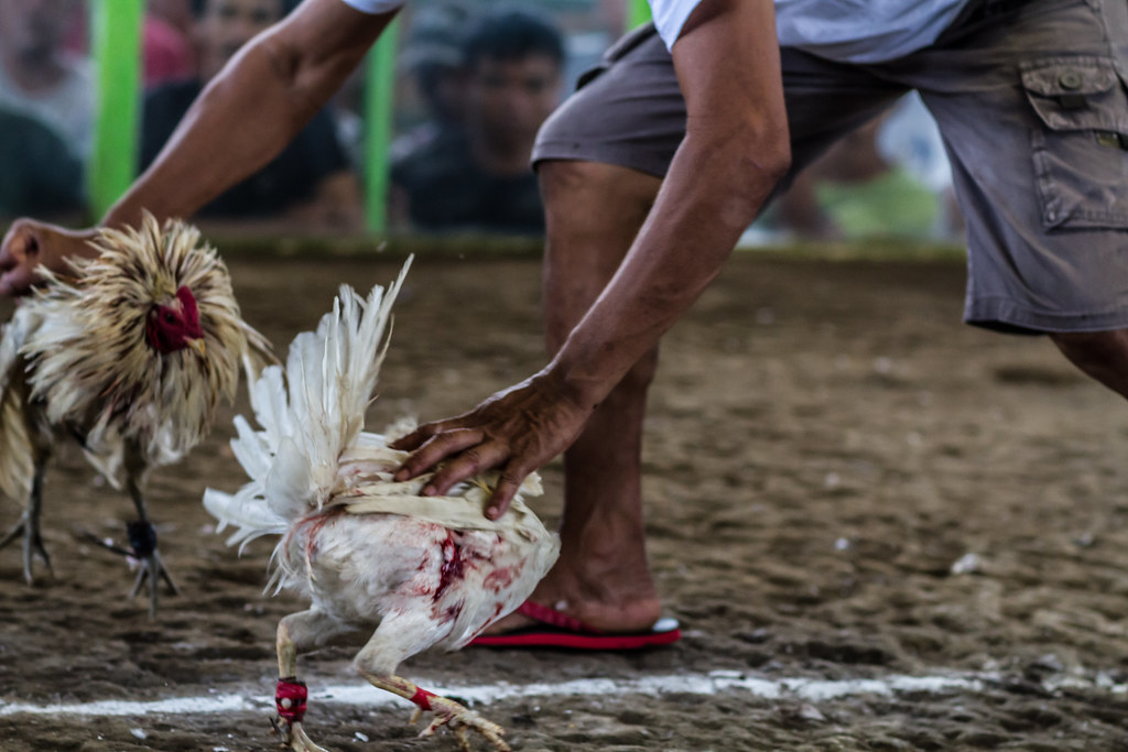 Memilih Ayam Berdasarkan Fisiknya